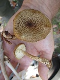 Leucopholiota decorosa image