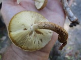 Leucopholiota decorosa image