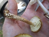 Leucopholiota decorosa image