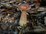 Tylopilus badiceps image