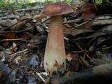 Tylopilus badiceps image