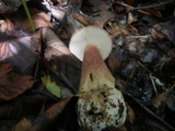 Tylopilus badiceps image