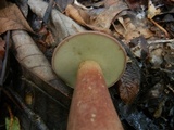 Tylopilus badiceps image