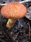 Suillus lakei image