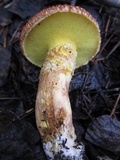 Suillus lakei image