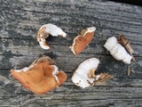 Merulius tremellosus image