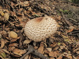 Chlorophyllum rachodes image