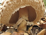 Chlorophyllum rachodes image
