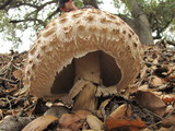 Chlorophyllum rachodes image