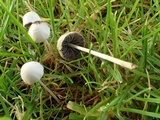 Panaeolus olivaceus image