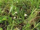 Panaeolus olivaceus image