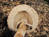 Chlorophyllum rachodes image