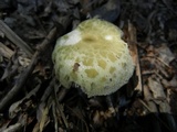 Russula parvovirescens image