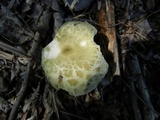 Russula parvovirescens image