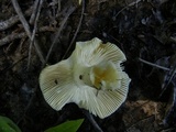 Russula parvovirescens image