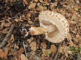 Chlorophyllum rachodes image