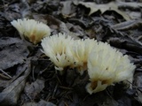 Tremellodendron schweinitzii image