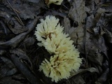 Tremellodendron schweinitzii image