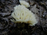 Tremellodendron schweinitzii image