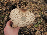 Chlorophyllum rachodes image