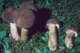 Boletus patrioticus image