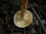 Lactarius volemus image