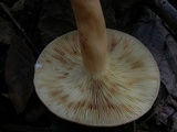 Lactarius volemus image
