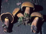 Boletus pseudo-olivaceus image