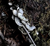 Trichaptum abietinum image