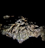 Trichaptum abietinum image