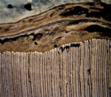 Ganoderma curtisii image