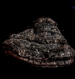 Phellinus igniarius image