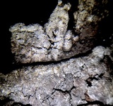 Phellinus igniarius image