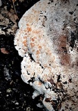 Abortiporus biennis image