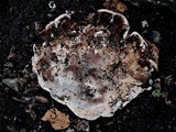 Abortiporus biennis image