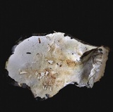 Albatrellus flettii image