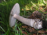 Amanita protecta image