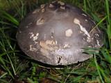 Amanita protecta image