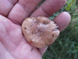 Gomphidius glutinosus image
