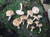 Hydnum umbilicatum image