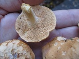 Hydnum umbilicatum image