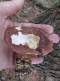 Imleria badia image