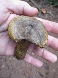 Lactarius sordidus image