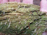 Multiclavula mucida image