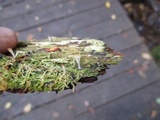 Multiclavula mucida image