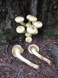 Pholiota alnicola var. alnicola image