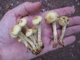 Pholiota alnicola image