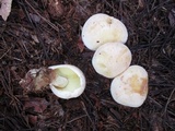 Rhodocollybia maculata var. scorzonerea image