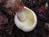 Rhodocollybia maculata var. scorzonerea image