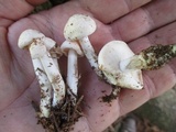 Rhodocollybia maculata image